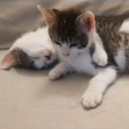 kitten family