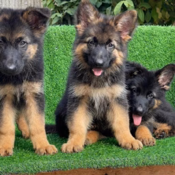 Pet Kennel Zone 