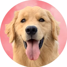 Skylar the Golden Retriever
