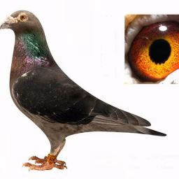All Birds and Pigeons