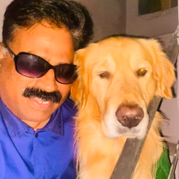 ZORO THE GREATGolden Retriever
