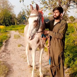 Qamar gujjar 