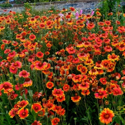 Gardening at home
