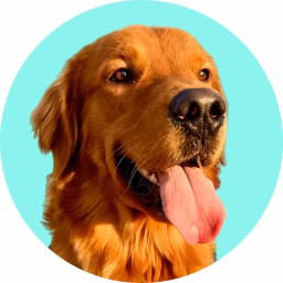 Rusty the Golden Retriever | Ollie the Rescue