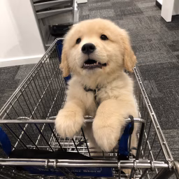 Mauithegoldenpup