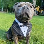 Enzo
