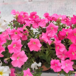 Home Gardening Secrets