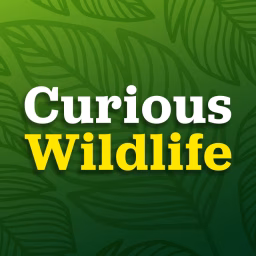 Curious Wildlife