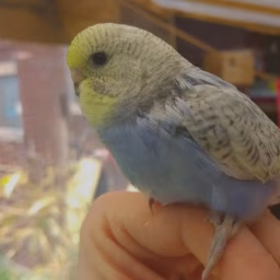 Budgie and Aviary Birds “birdman”