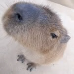 Capybarary