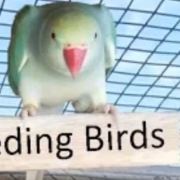 Breeding birds