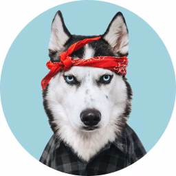 North Yuki Husky