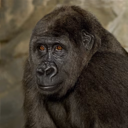 Life on Earth - David Attenborough