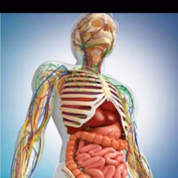 DK Anatomy Classes