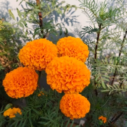 My little happiness My garden 🌸💕