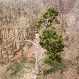 Arborist Nico