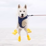 Husky mix from TX, via @sandypawsrescue, #fosterfailed by @eliaswf of @thedogist . Interests include squirrels