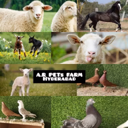 A.R PETS FARM HYDERABAD 
