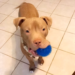 Pitbulls Being Wholesome