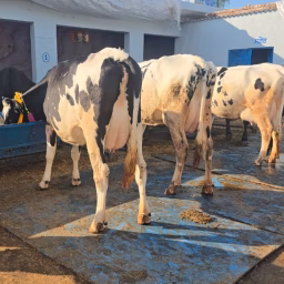 Sarb cheema dairy farm