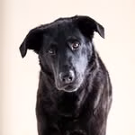 Knox & Bear + Harper | Boston Rescue Dogs