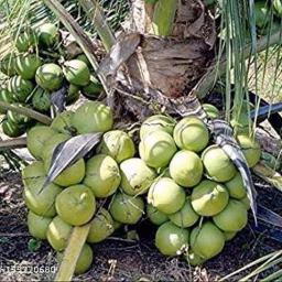 Coconut Crops