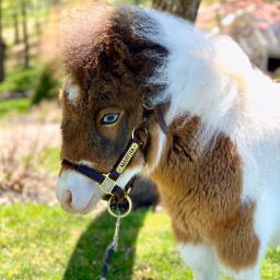 R&R Ranch Minis