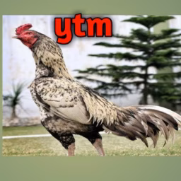 Ytm Reddy Farming Channel 99%