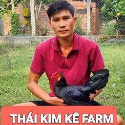 Thái Kim Kê Farm