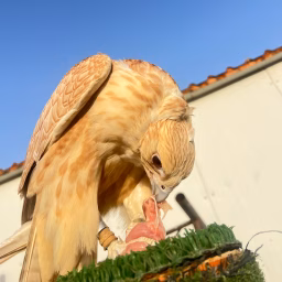 National Geographic falcon 