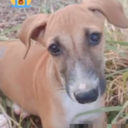 Social worker Balaji 🐕