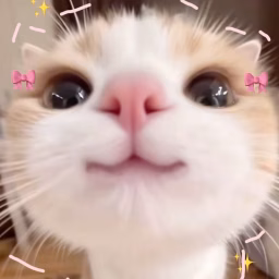 Cat Memes Hub