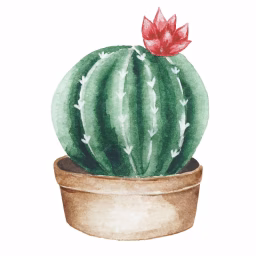 Cactus Garden