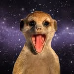 Suricate