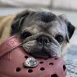 Bartholomeu the Pug