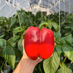 Brookview Farms