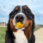 The Berner Bunch | Rescue Bernese Mountain Dogs