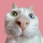 Khaleesi Cat