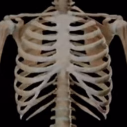 Human Anatomy 