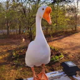 George's Happy Goose family