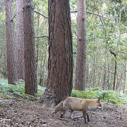 Trail Cam UK