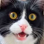 Fedenka The Singing Tuxedo Cat
