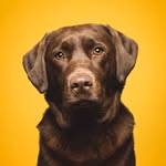 Nala the Labrador Retriever 🇨🇭
