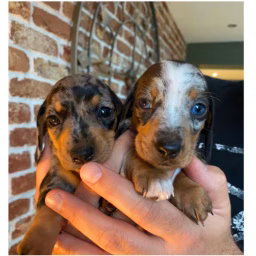 Gracie And Sapphire