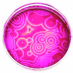 NilePink