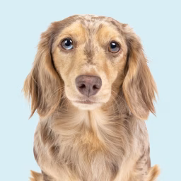 Honeydew the Dachshund