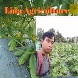 Ka Lina Agriculture