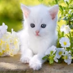 Cutest Lands