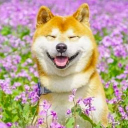 Love pets