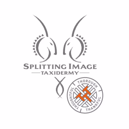 Splitting Image Taxidermy